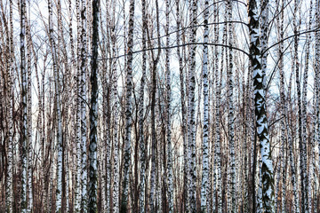 Obraz premium frozen bare birch tree trunks in winter