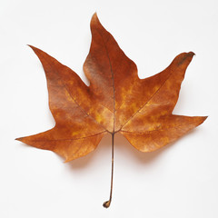 Plane tree leaf
