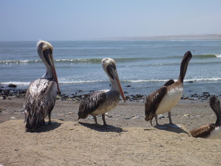 pelican on the beach oc pacific ocean