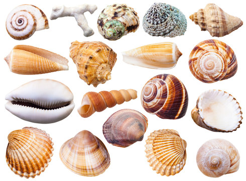 set of various mollusc shells isolated on white