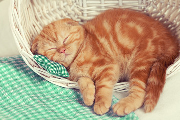 Fototapeta na wymiar Little red kitten sleeps in a basket