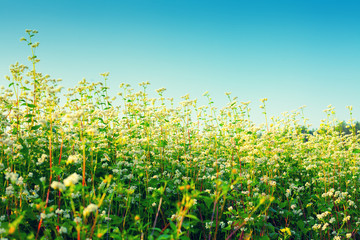 Buckwheat field against blue sky