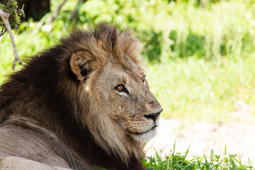 Löwe - (Panthera leo)
