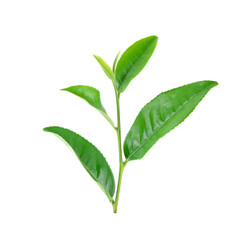 Tea leaves isolated on the white background