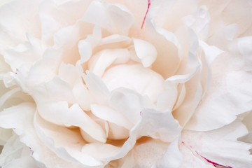 close up of white peony flower - obrazy, fototapety, plakaty