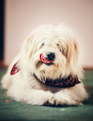 Hungry dog/Hungry dog lying on the floor