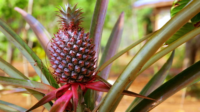 pineapple fruit plantation field, farm land, laos