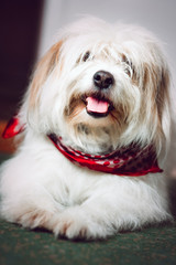 Cute dog/Cute dog lying on the floor