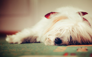 Sad dog/Sad dog lying on the floor