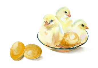 Watercolor painting. Three yellow chickens and eggs on a white background.