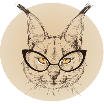 hipster portrait of bobcat with glasses