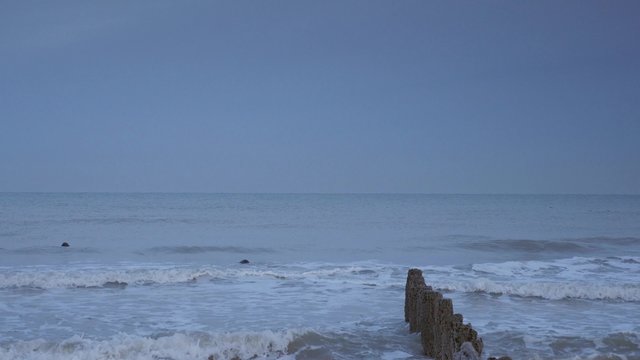 phoques jouant le long de la c&ocirc;te 4k
