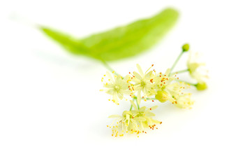 Fototapeta na wymiar Flowers of linden tree on a white background