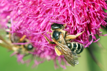 bees collects nectar on purple flower spring season