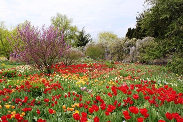 Wundersch&ouml;ne Blumenwiese im Fr&uuml;hling