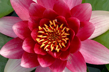 nénuphar
