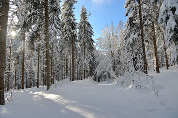 verschneiter Winterwald Ski fahren