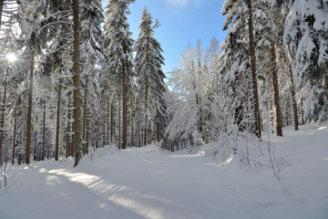 verschneiter Winterwald Ski fahren