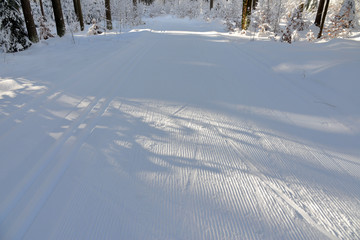verschneiter Winterwald Ski fahren