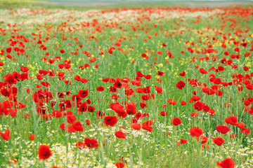 Naklejka premium poppy flower meadow landscape spring season