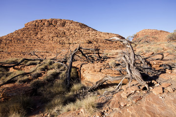 scant vegetation king Canyon Northern Territory Australia