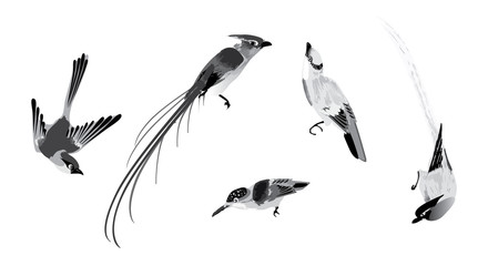 vector ink style birds - 100515769