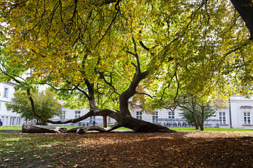 Baum im Park