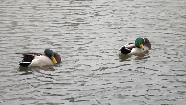 Amazing slow motion of beautiful swimming ducks, two mallard wild males, cleaning their heads against their backs close up. Stunning view of natural scene in the full HD footage for excellent design.