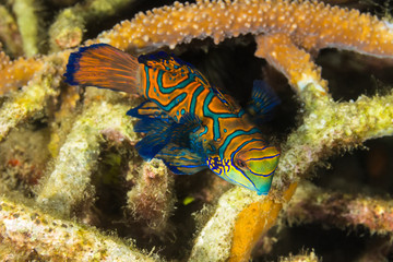 Madarin Fish, Madarin Dragonet