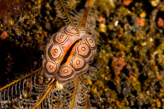 Doto Greenamyeri Nudibranch, Sea Slug