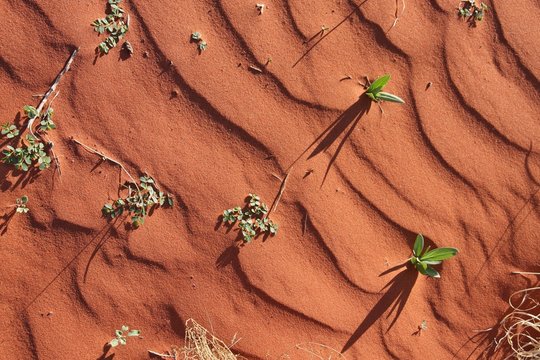 Small plants in the desert of Western Australia