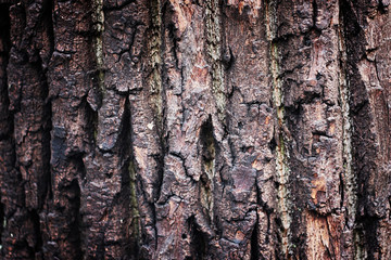 background tree bark