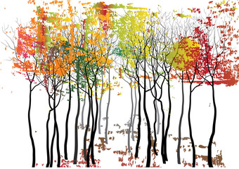 trees  autumn season ,colorful leaves in forest for background