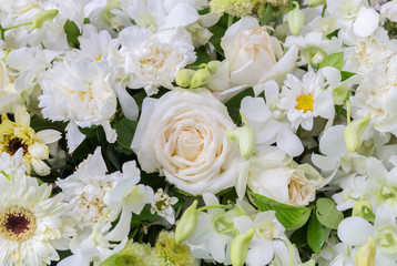 Obraz na płótnie Canvas white rose in flowers