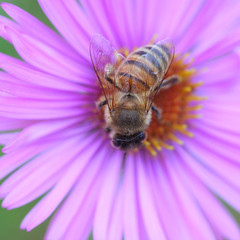 ape raccoglie nettare da fiore viola. Settembrino o Aster.