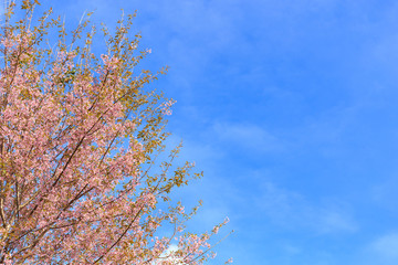  Wild Himalayan Cherry