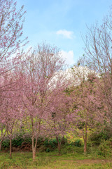 Obraz premium Wild Himalayan Cherry