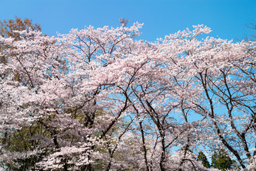 満開の桜