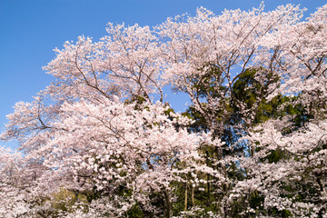 満開の桜