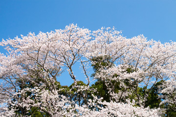 満開の桜