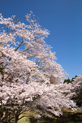 満開の桜