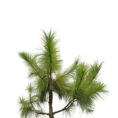 green pine tree, isolated over white