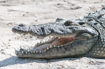 Crocodile Smile