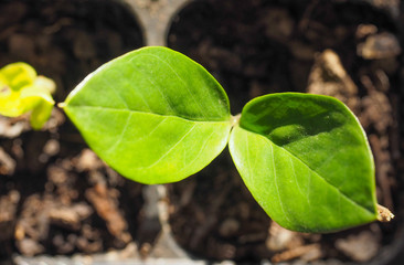 Zamia plant leaf