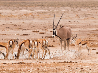 Fototapeta na wymiar Gemsbok Oryx and herd of impalas at waterhole