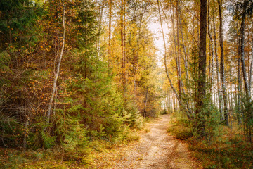 Path lane way pathway in beautiful wild autumn forest