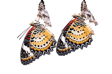 The Leopard Lacewing butterfly isolated on white background.