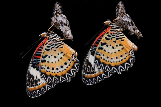 The Leopard Lacewing butterfly isolated on black background.