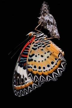 The Leopard Lacewing butterfly isolated on black background.