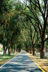 Road running through the tree alley for background